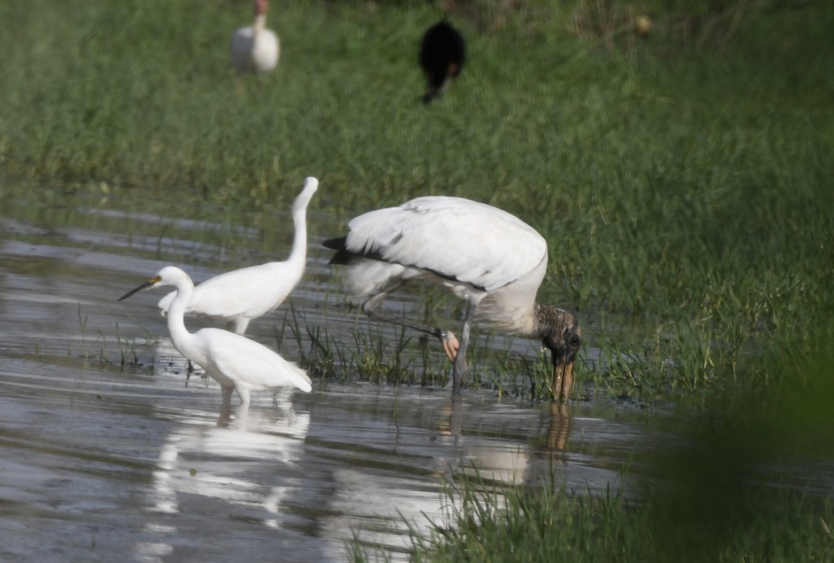 Wood Stork - ML621978712