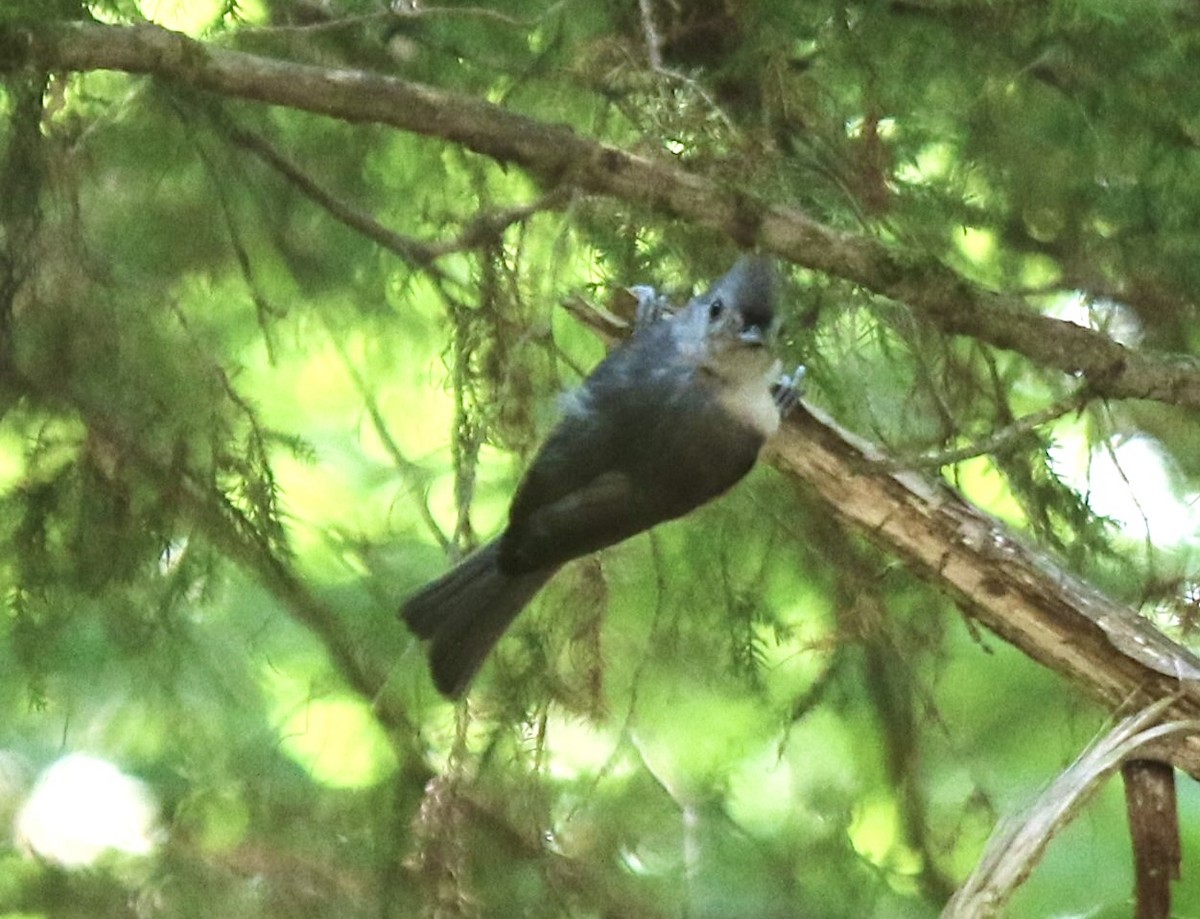 Tufted Titmouse - ML621978773