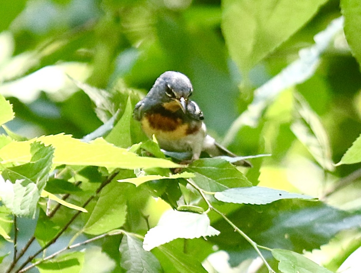 Northern Parula - ML621978807