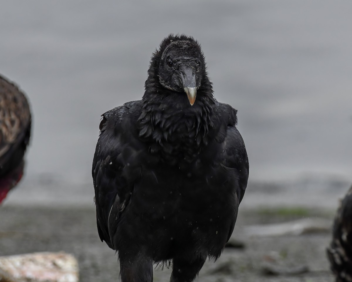 Black Vulture - ML621978810