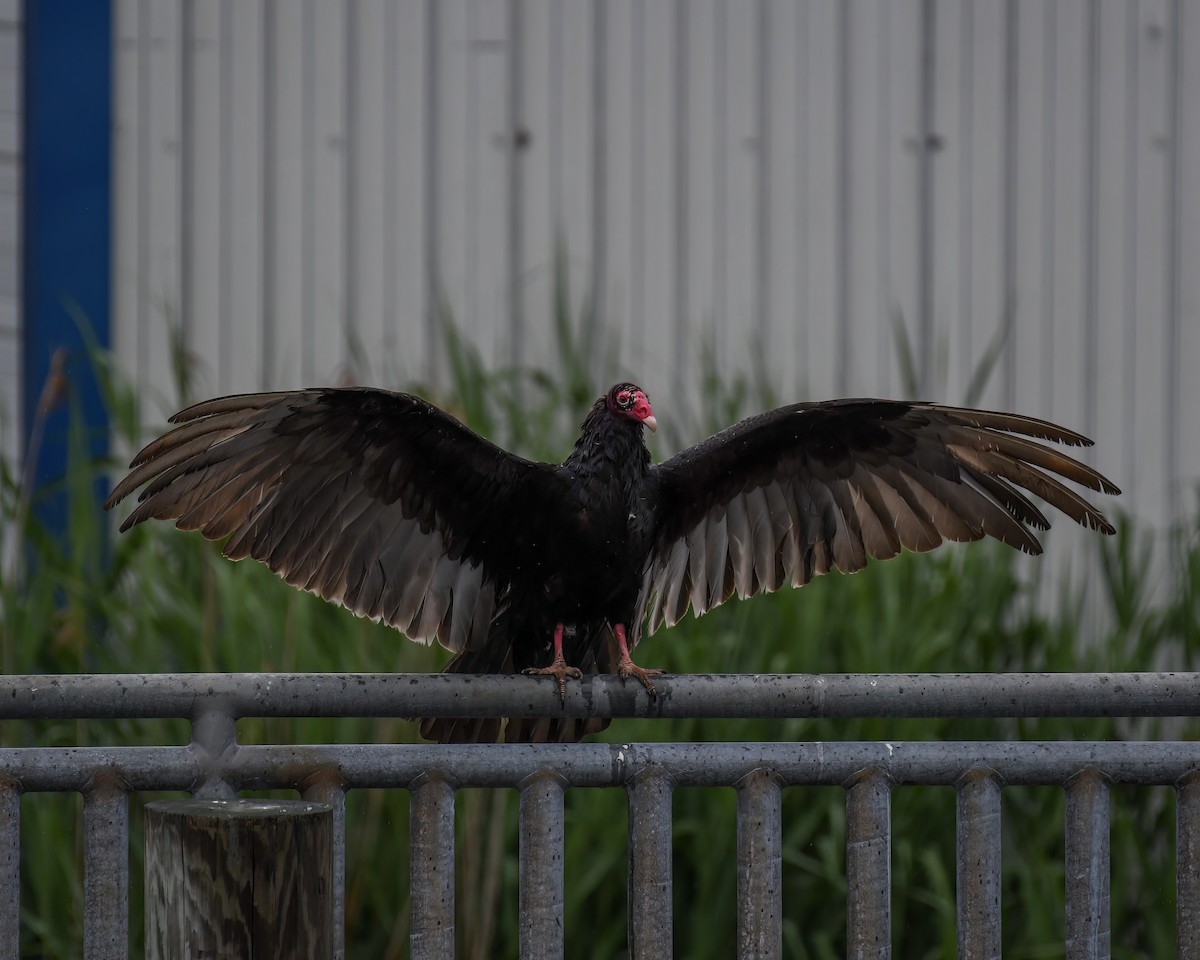 Turkey Vulture - ML621978826