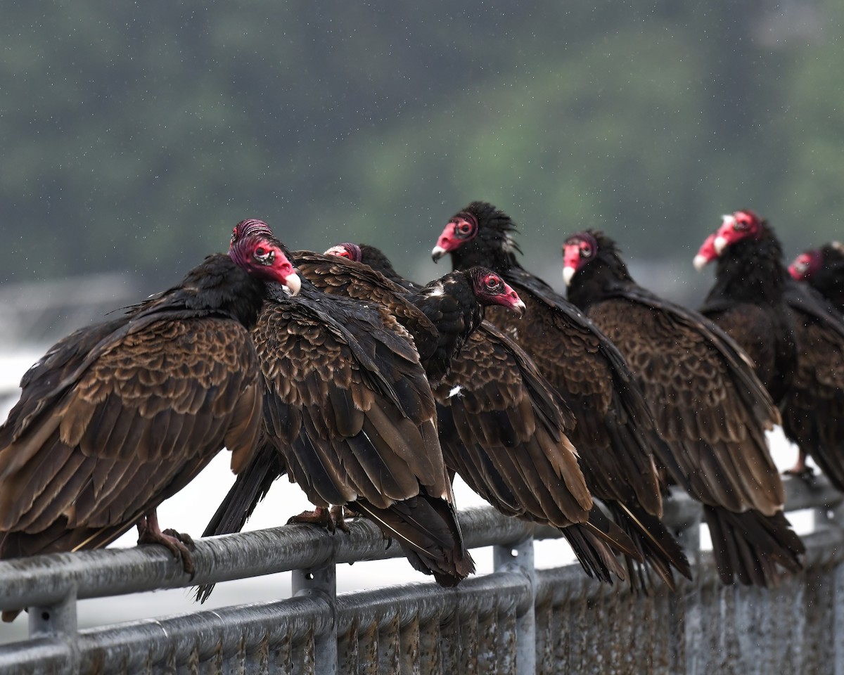 Turkey Vulture - ML621978831