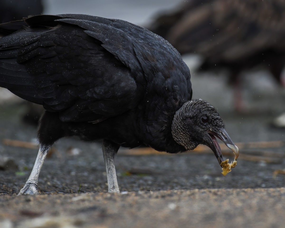 Black Vulture - ML621978832