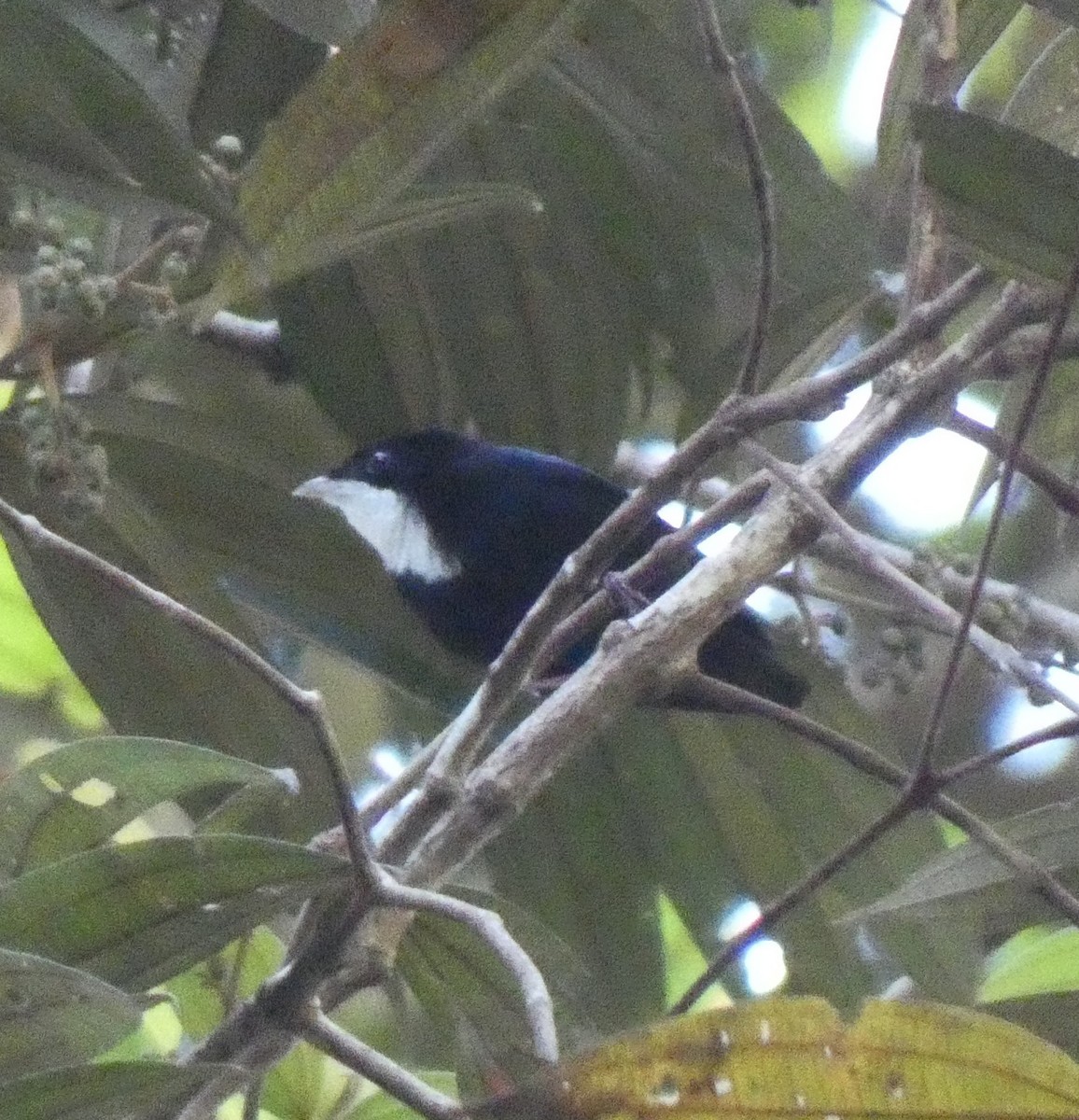 Manakin à gorge blanche - ML621978860