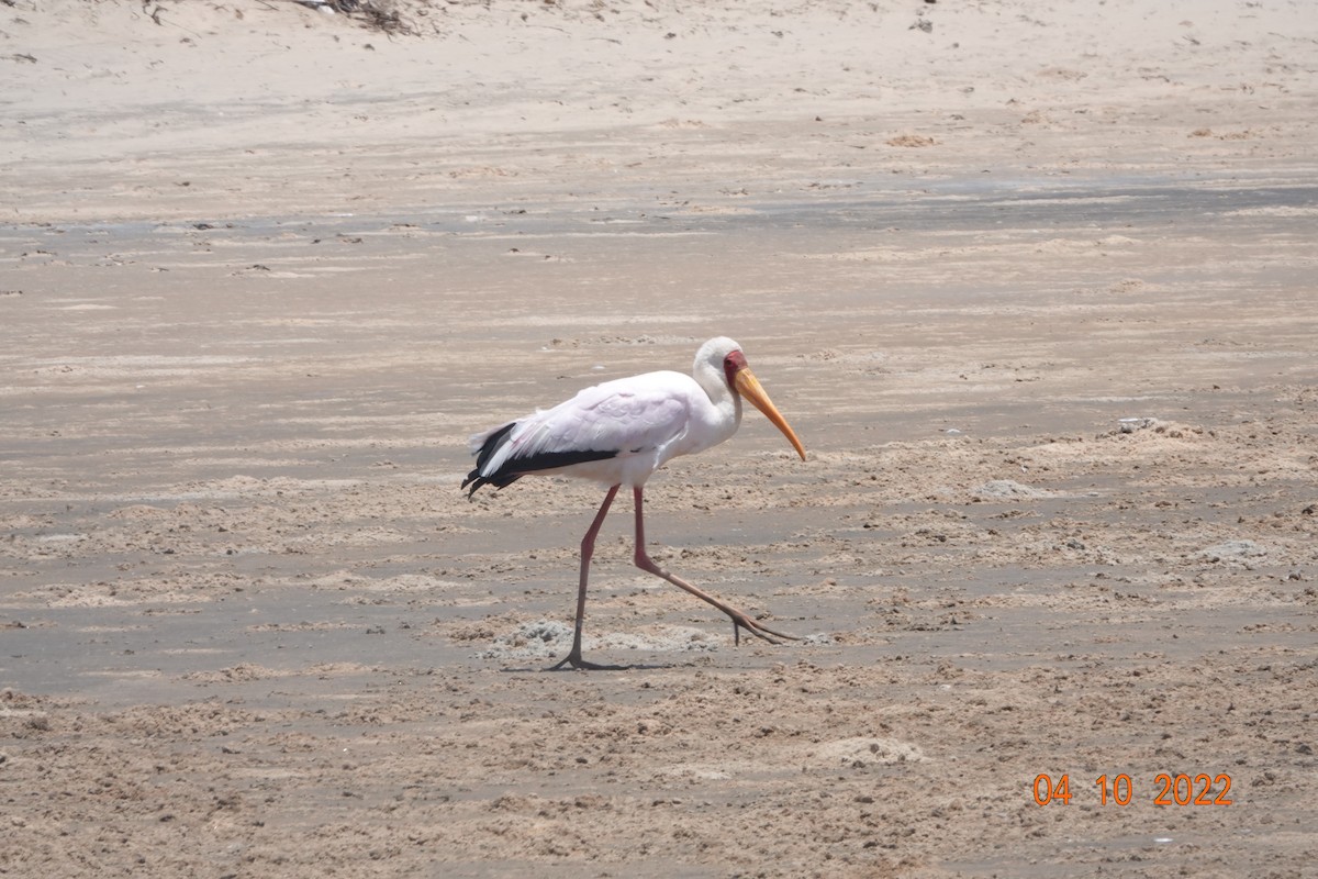 Yellow-billed Stork - ML621979070