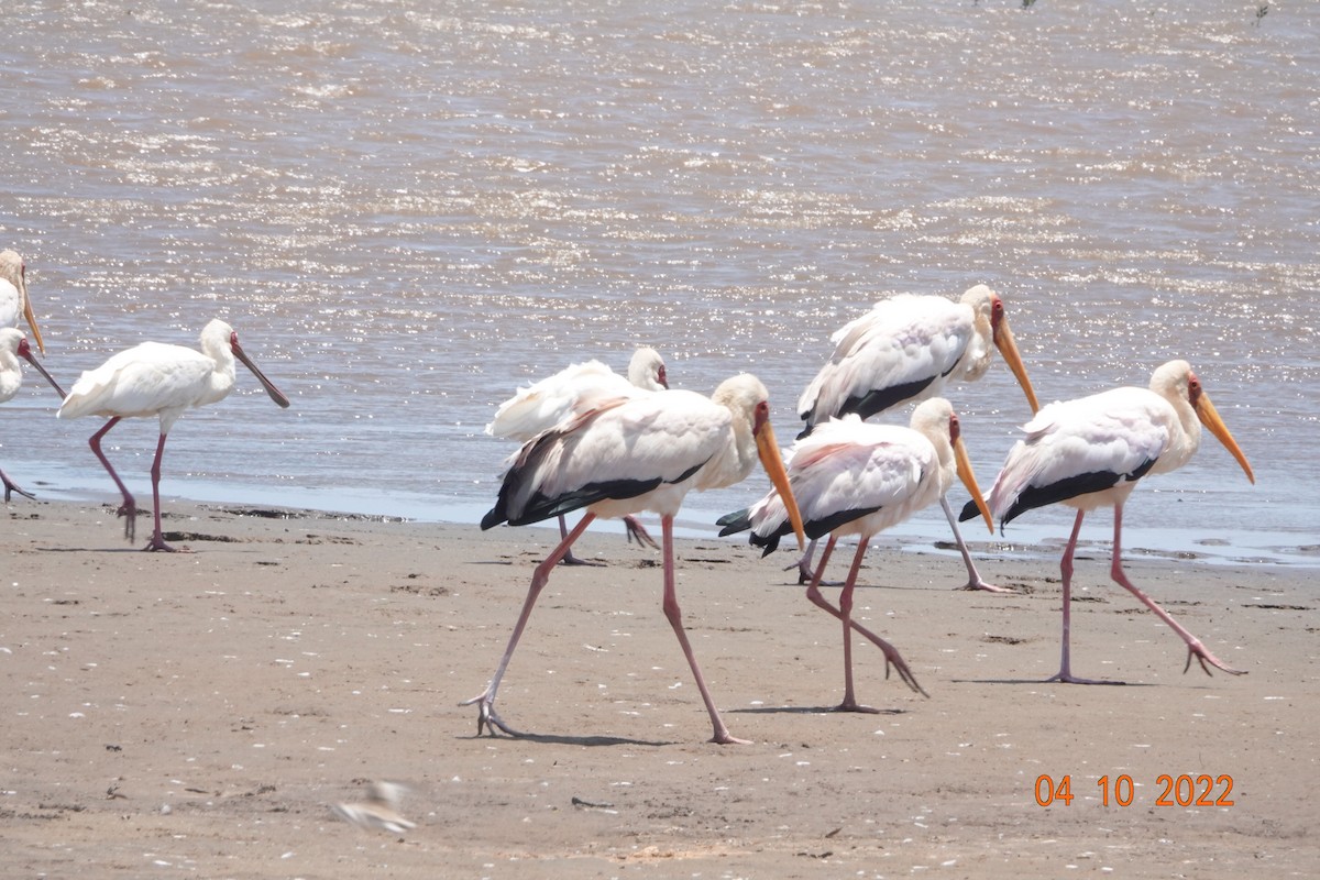 Yellow-billed Stork - ML621979071