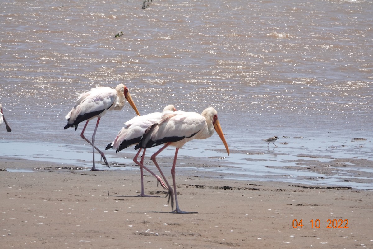 Yellow-billed Stork - ML621979072