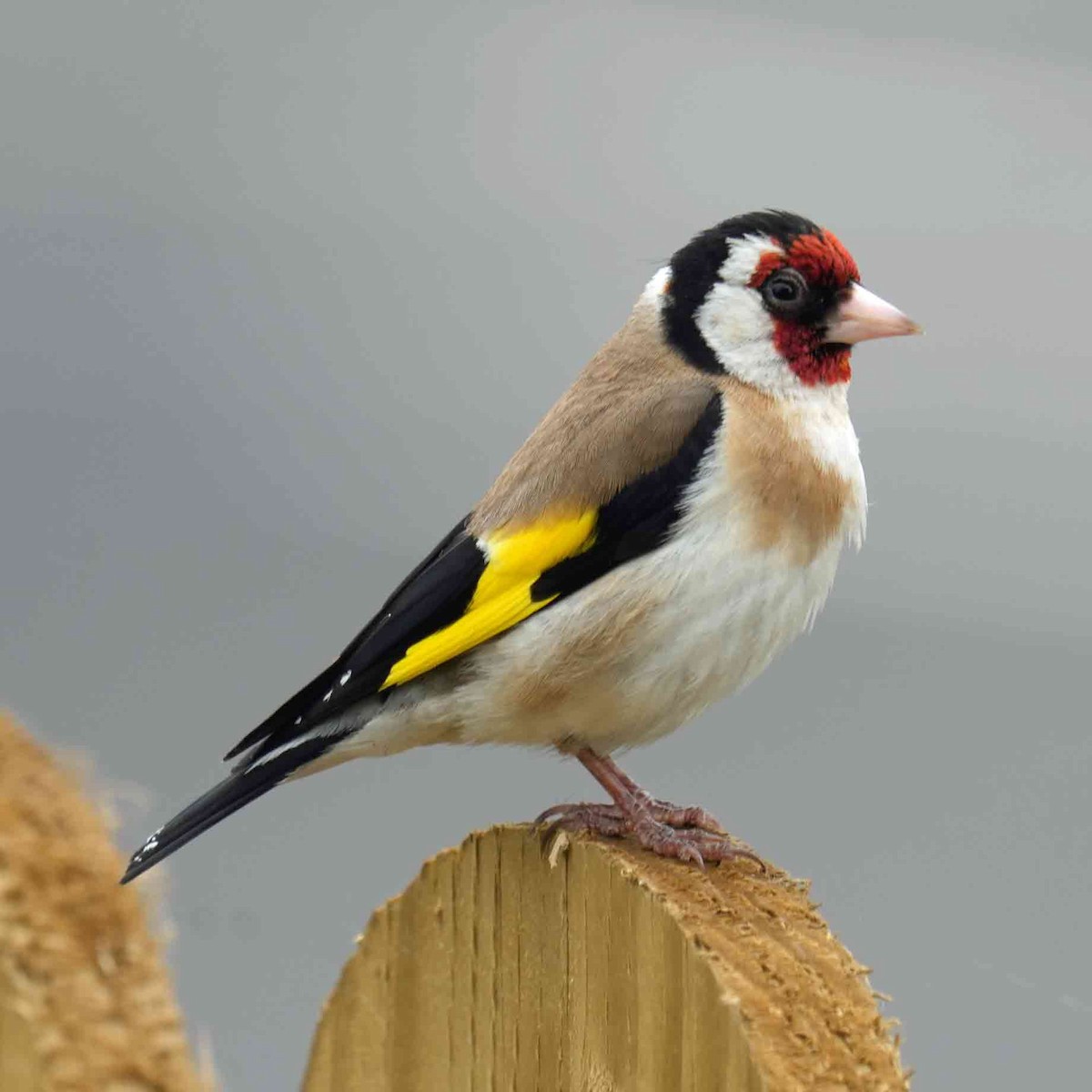 European Goldfinch - ML621979080