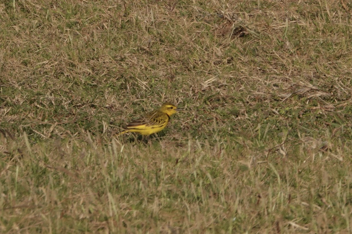 Golden Pipit - ML621979143