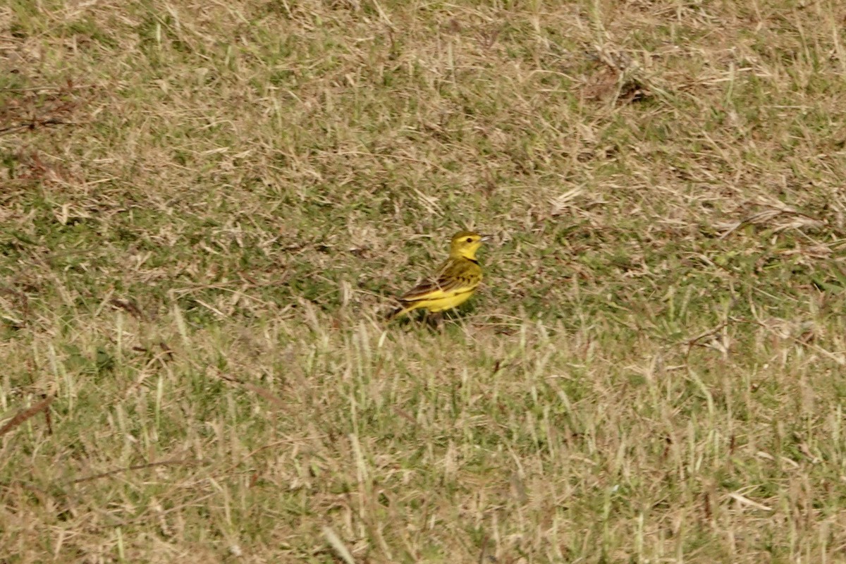 Golden Pipit - ML621979144