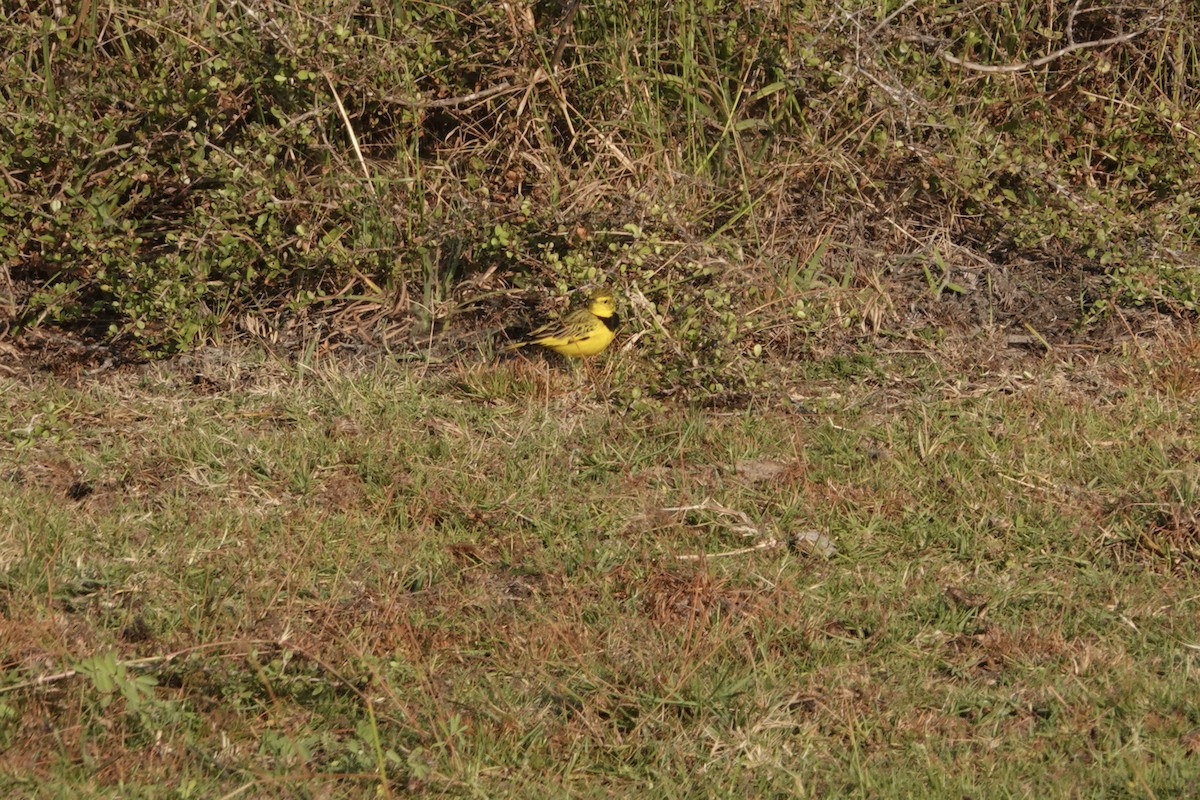 Golden Pipit - ML621979145