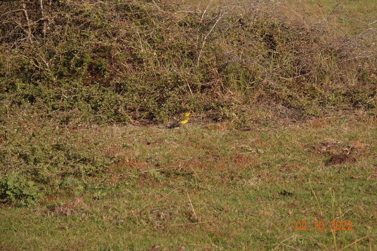 Golden Pipit - ML621979147