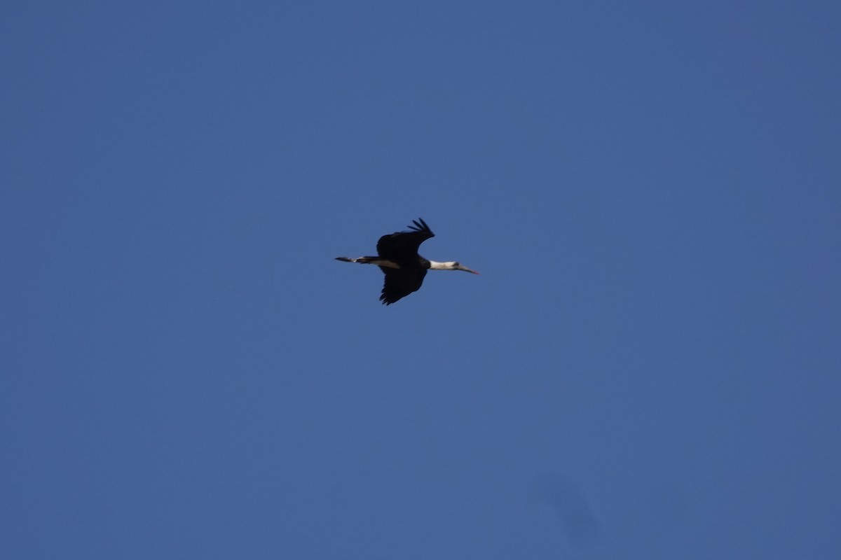 African Woolly-necked Stork - ML621979233