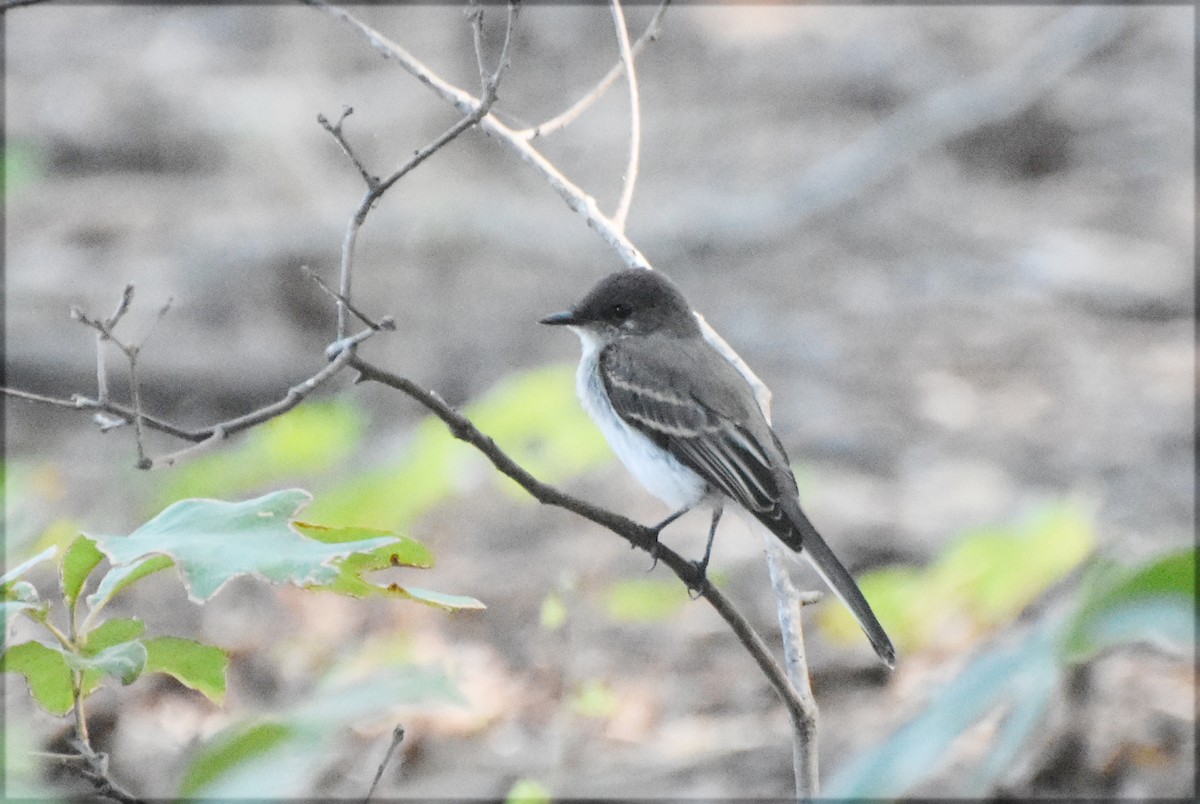 Eastern Phoebe - ML621979241