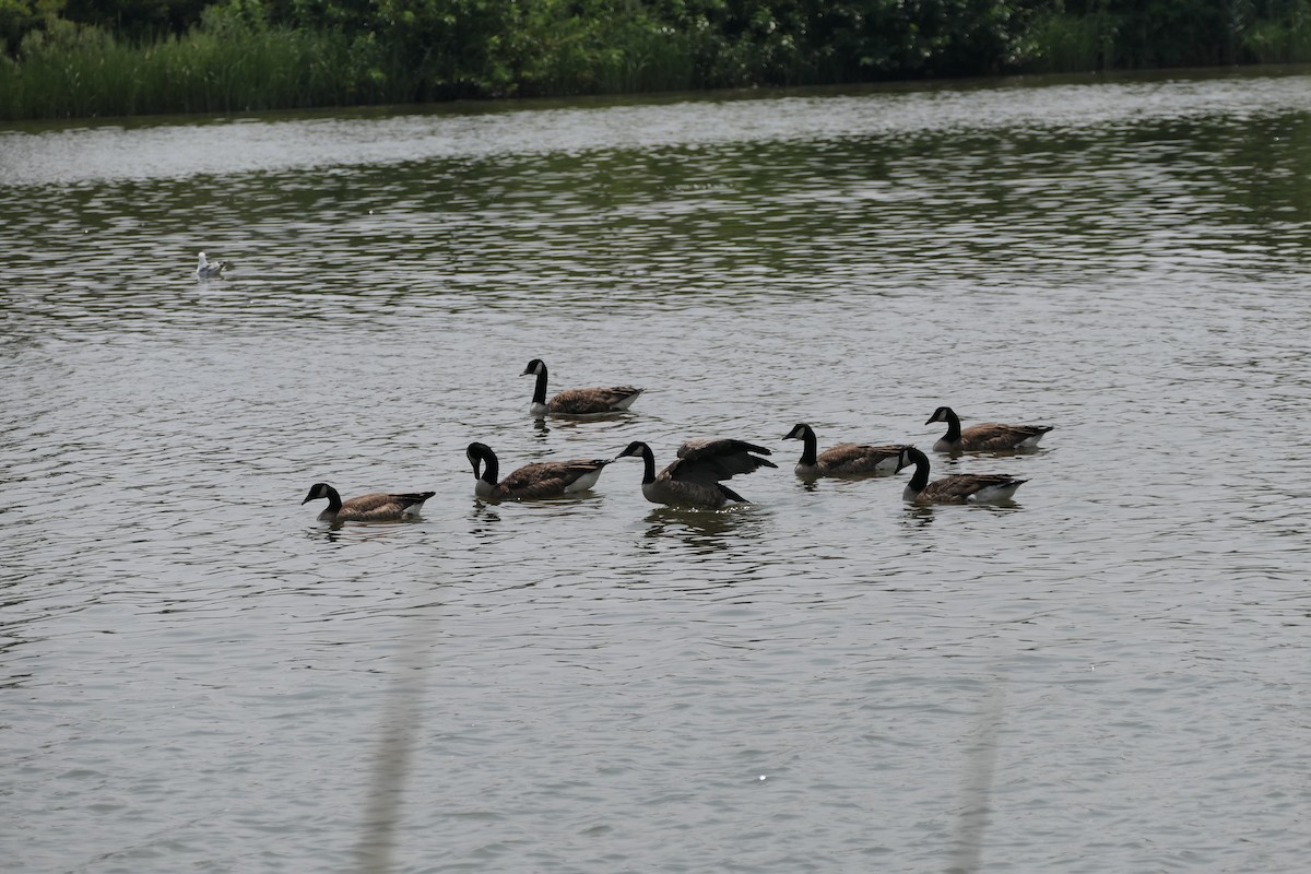 Canada Goose - ML621979320