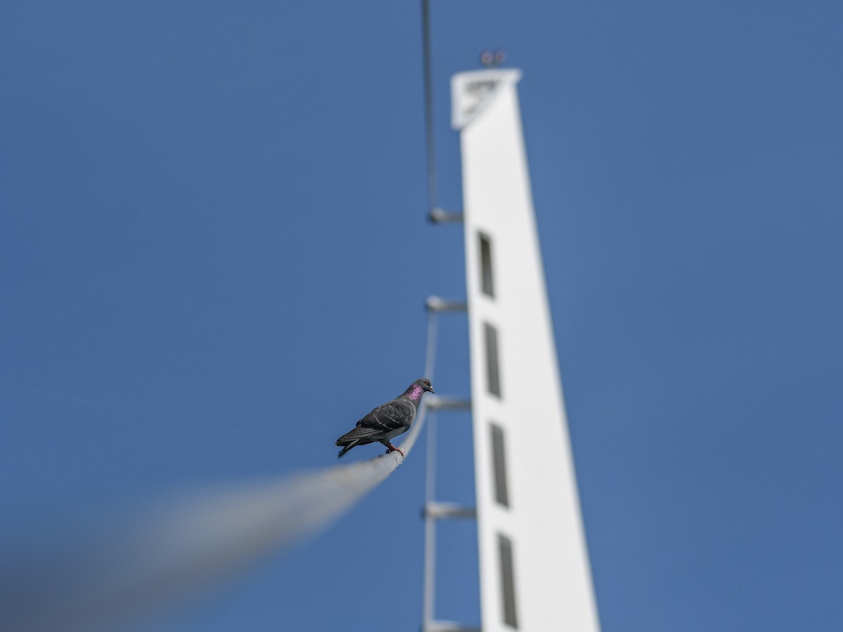 Rock Pigeon (Feral Pigeon) - Corey Leamy