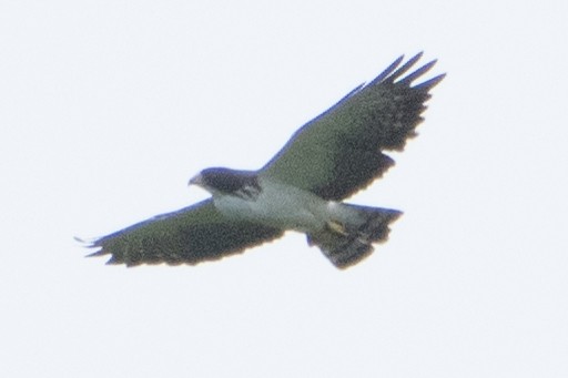 Short-tailed Hawk - ML621979534