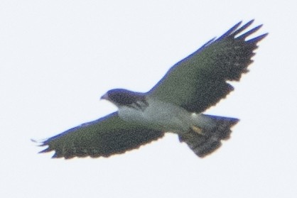 Short-tailed Hawk - ML621979535