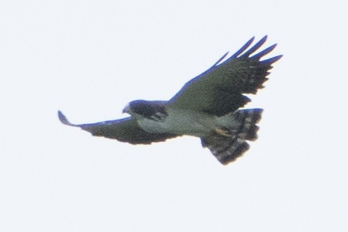 Short-tailed Hawk - ML621979536