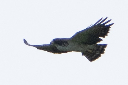 Short-tailed Hawk - ML621979537