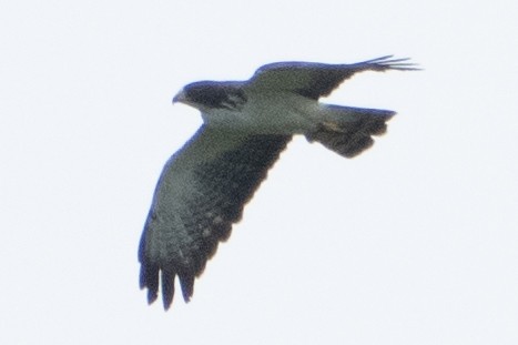 Short-tailed Hawk - ML621979538