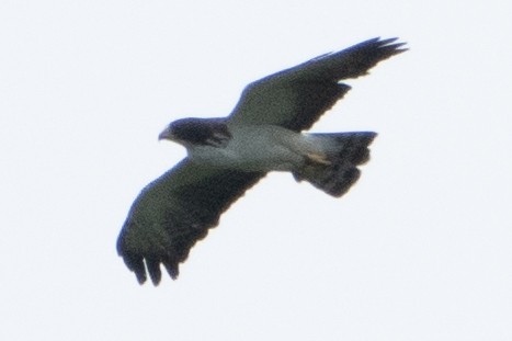 Short-tailed Hawk - ML621979539