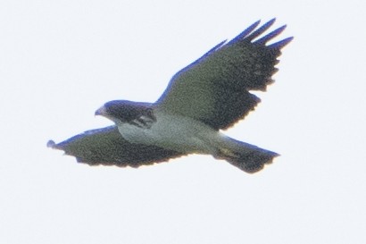 Short-tailed Hawk - ML621979540