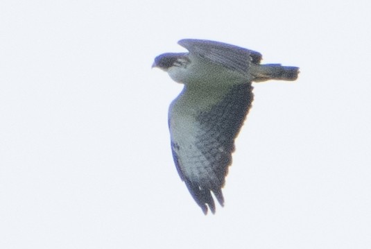 Short-tailed Hawk - ML621979541