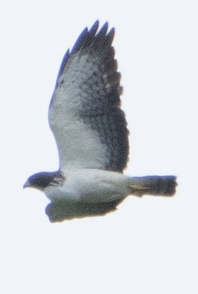 Short-tailed Hawk - ML621979543