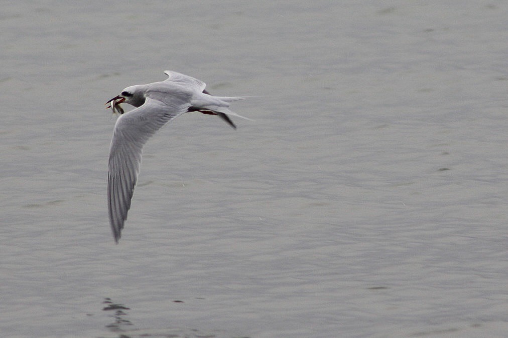 Snowy-crowned Tern - ML621979636