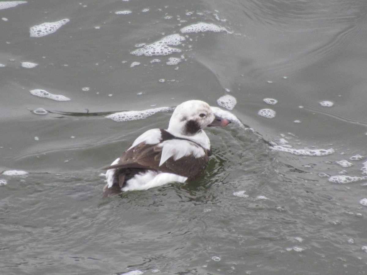 Long-tailed Duck - ML621979760