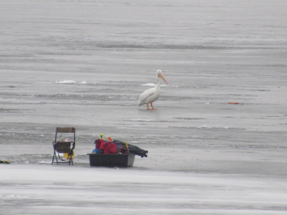 American White Pelican - ML621979805