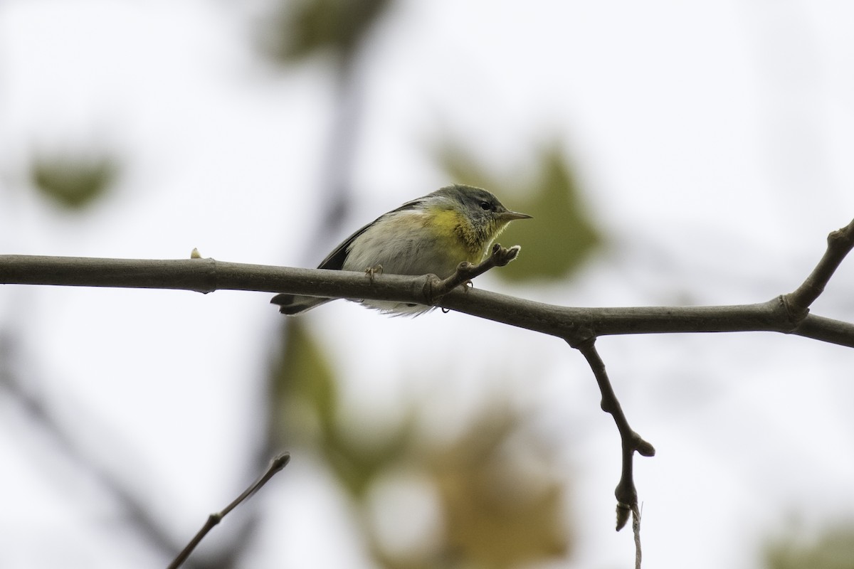 Northern Parula - ML621979844