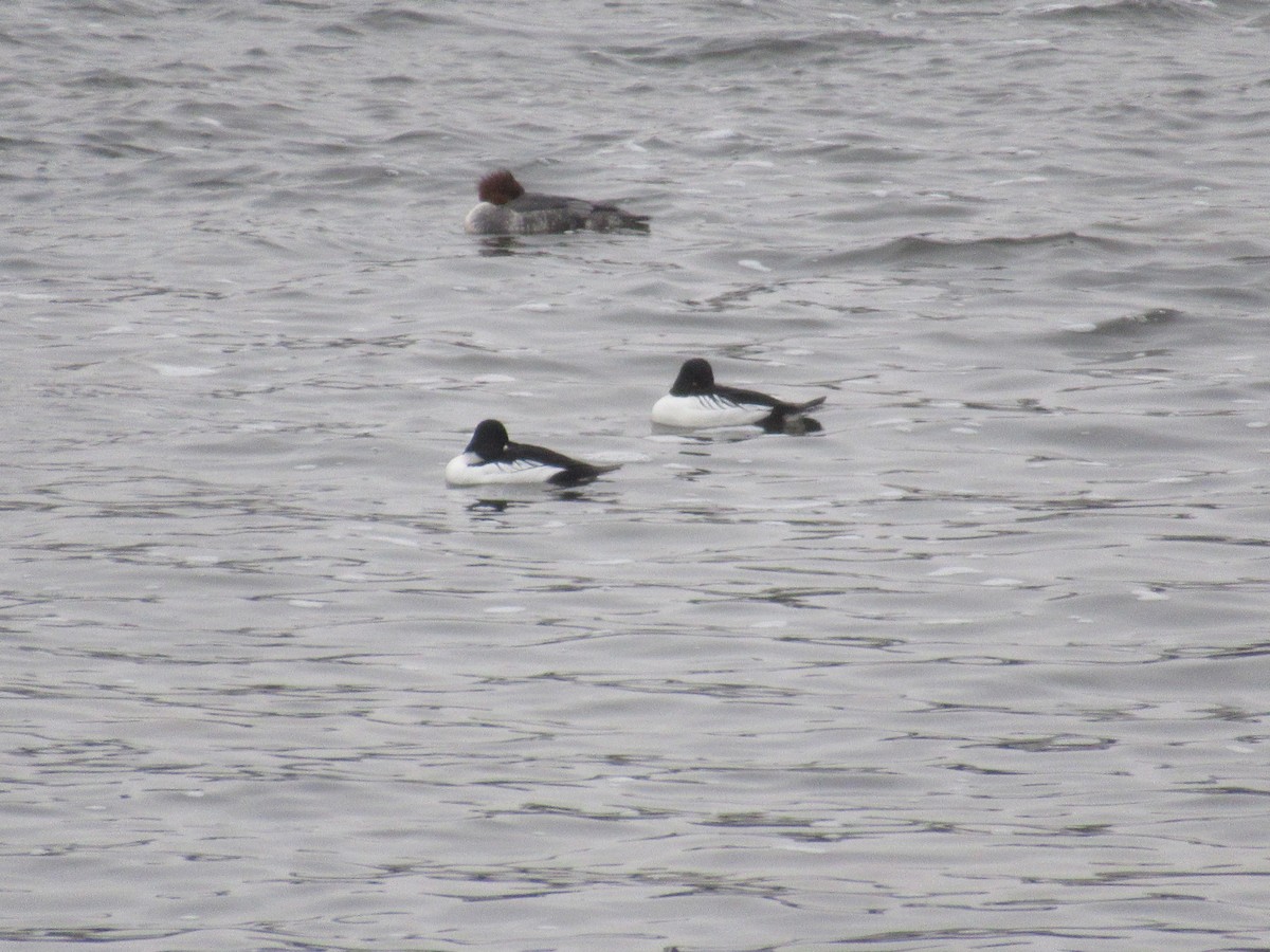 Common Goldeneye - ML621979898