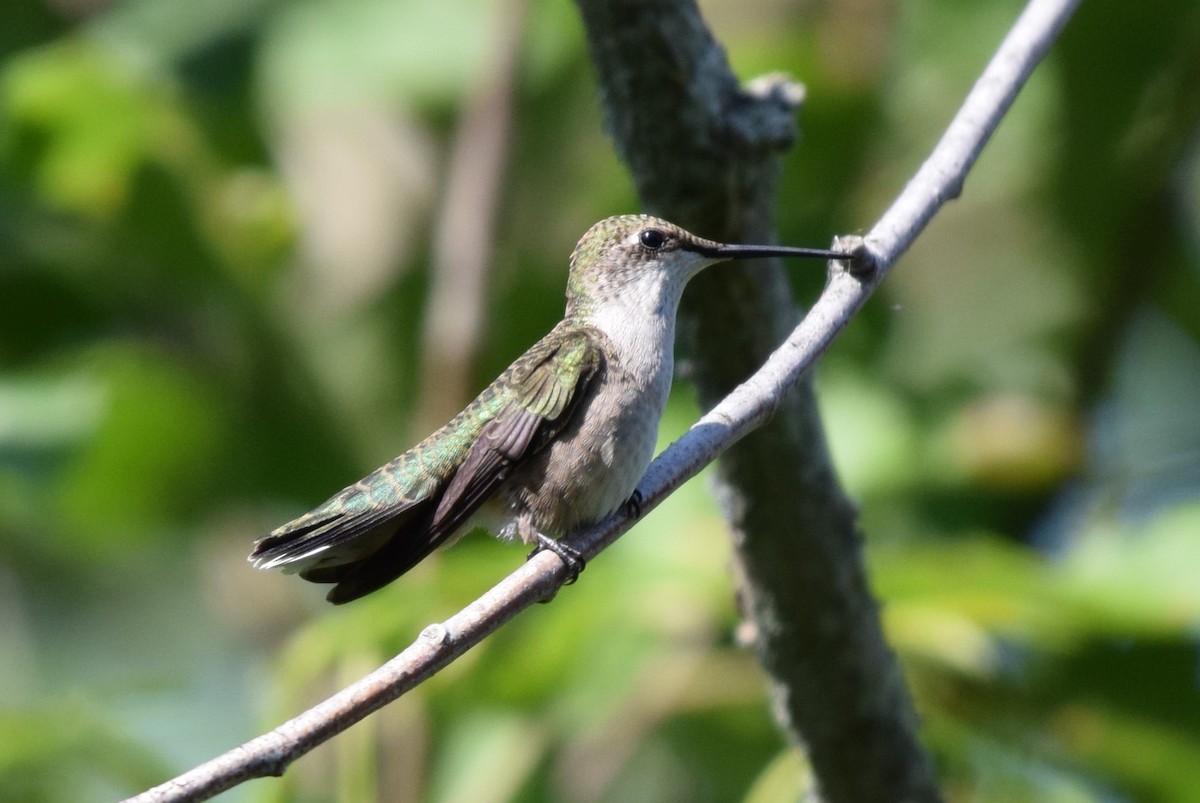 Ruby-throated Hummingbird - ML621979985