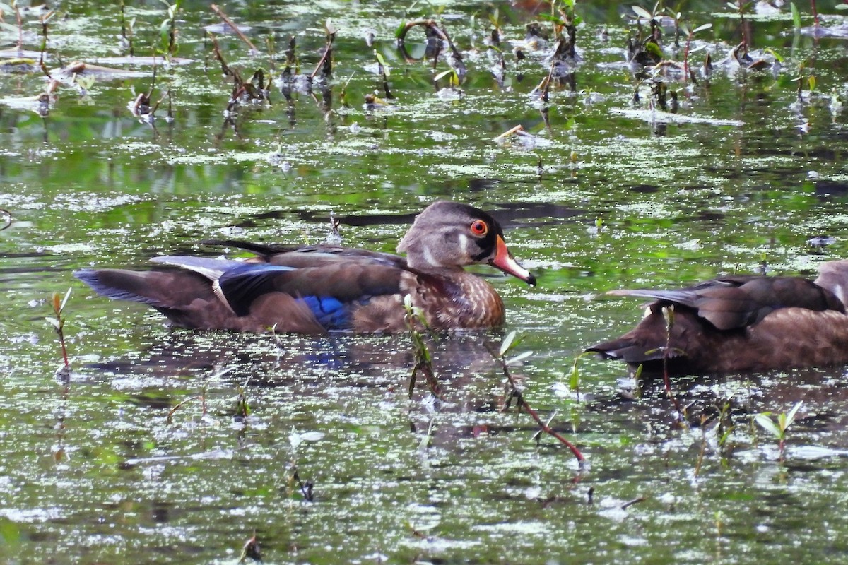 Wood Duck - S. K.  Jones