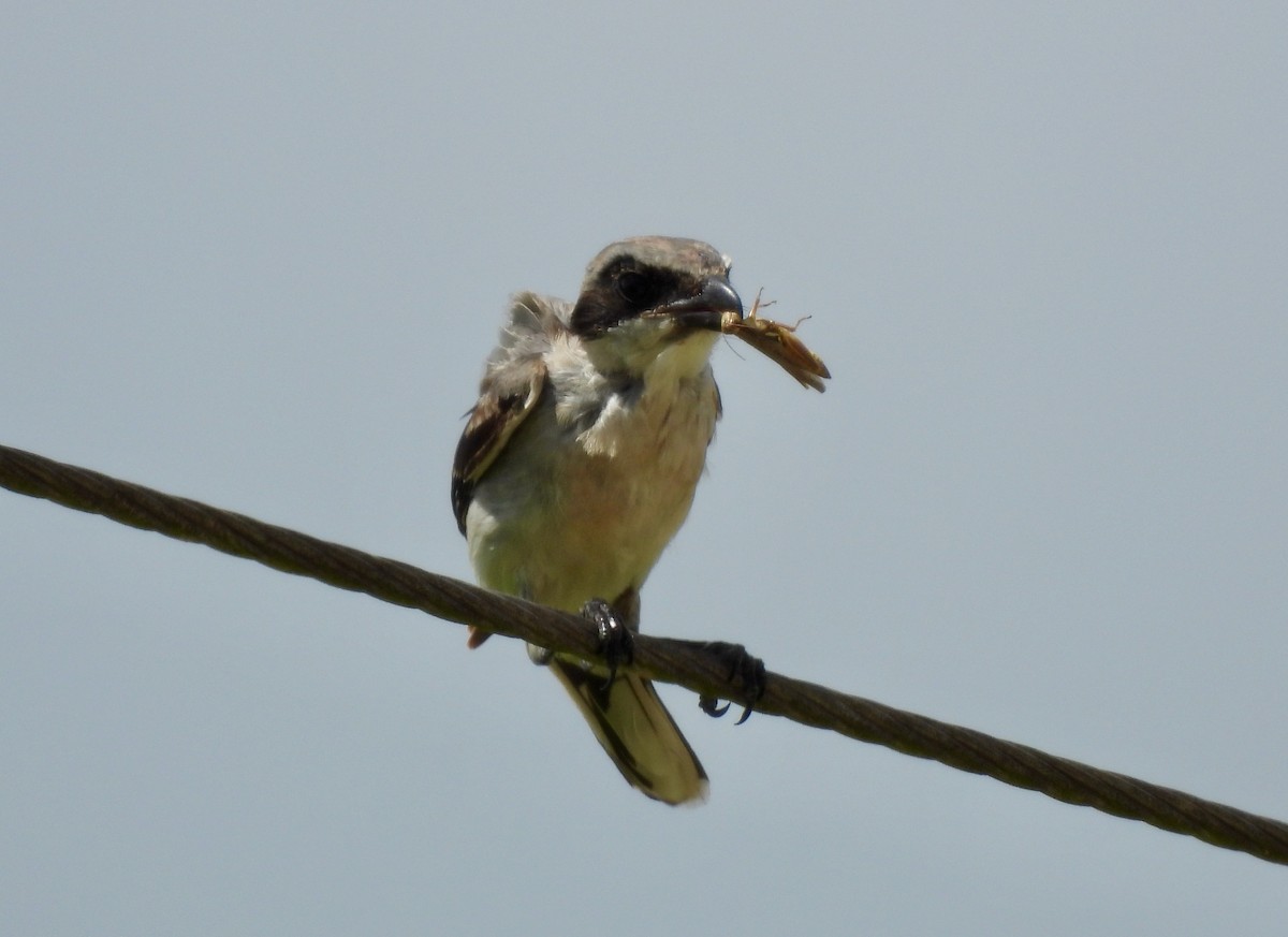 Loggerhead Shrike - ML621980011