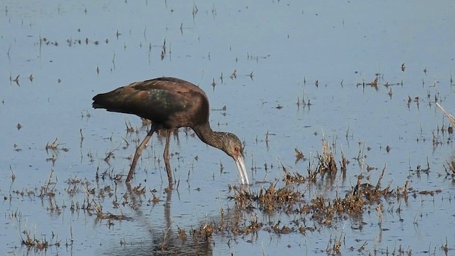 White-faced Ibis - ML621980049