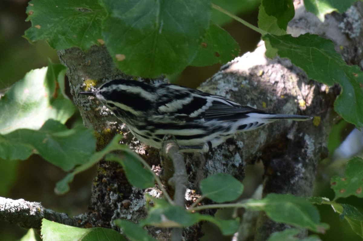 Black-and-white Warbler - ML621980079