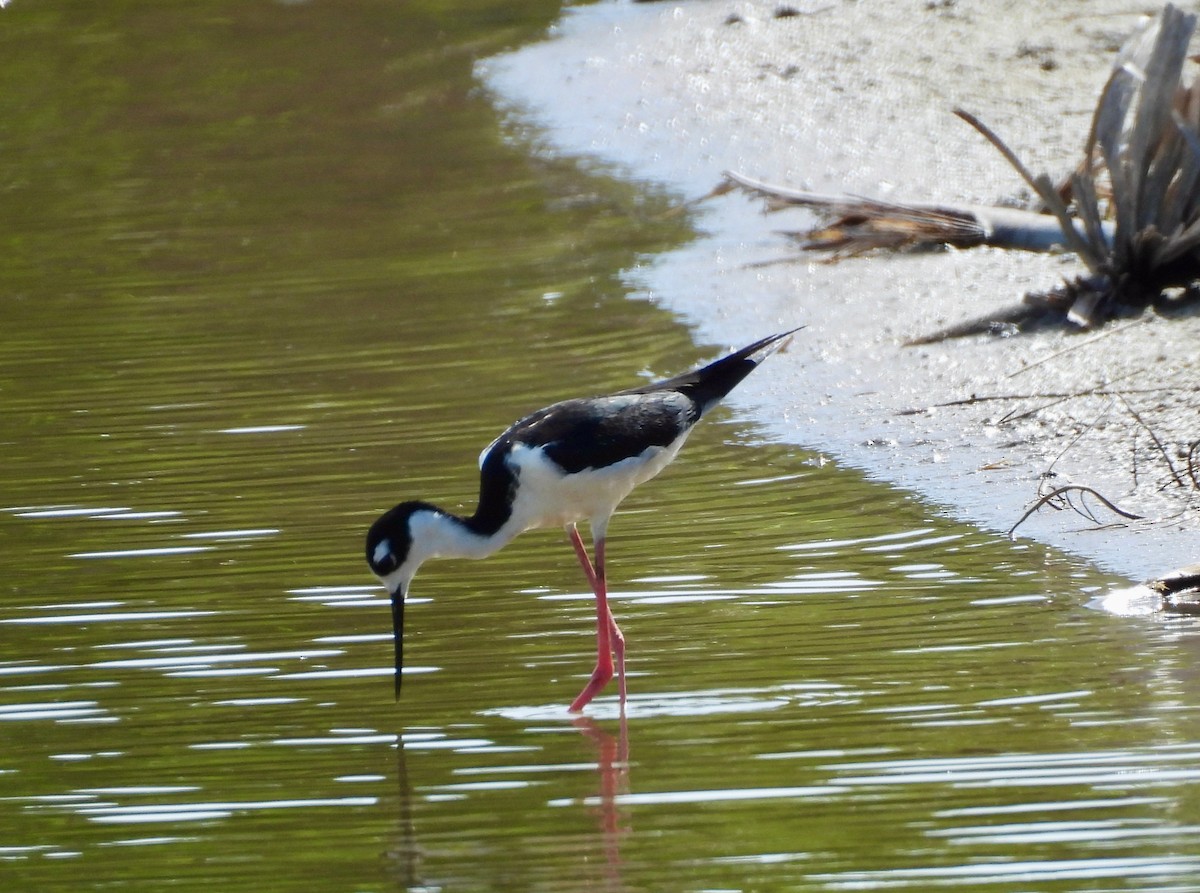 Black-necked Stilt - ML621980103