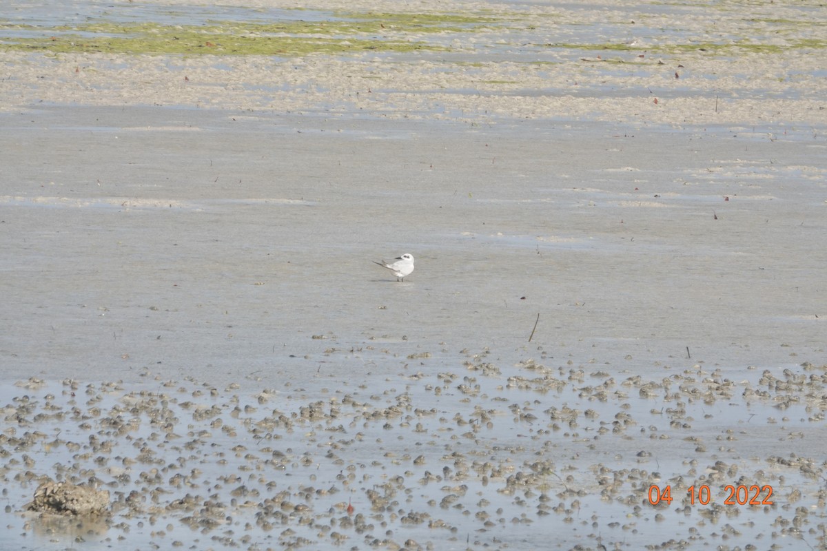 Gull-billed Tern - ML621980156