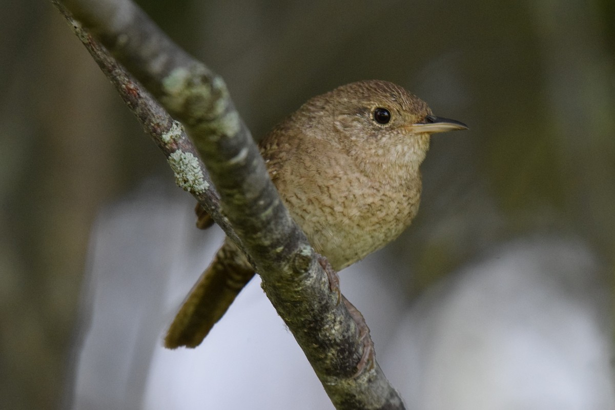 House Wren - ML621980198