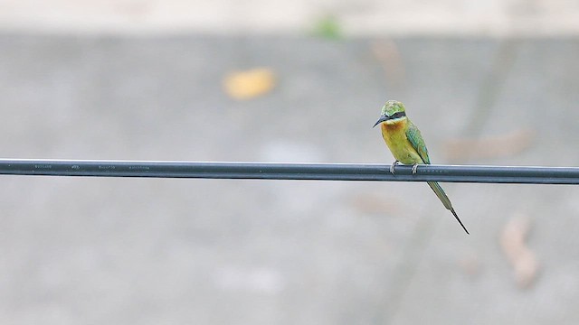 Blue-tailed Bee-eater - ML621980260