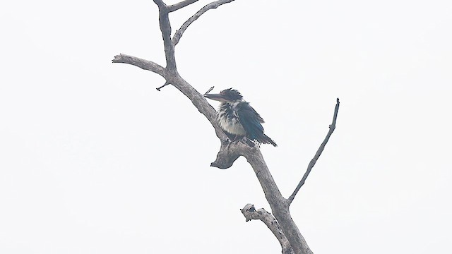 Collared Kingfisher (Collared) - ML621980272