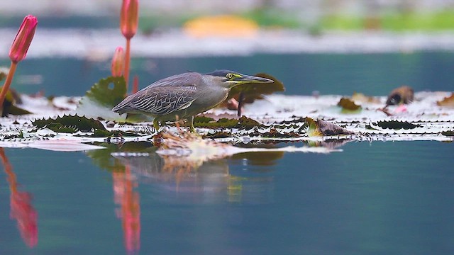 Striated Heron - ML621980372