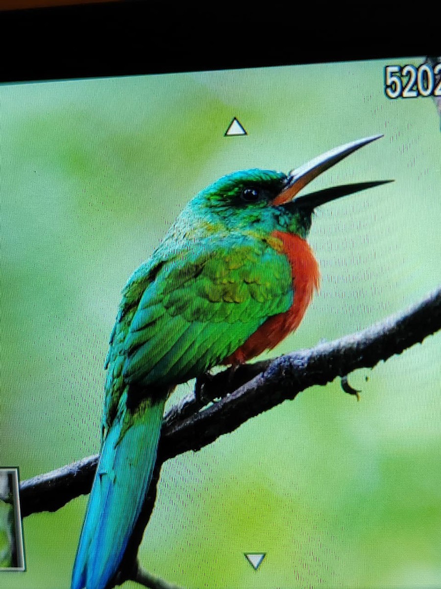 Great Jacamar - ML621980415