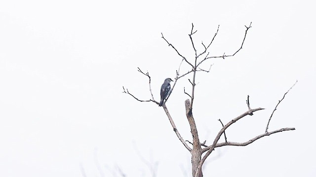 Pied Triller - ML621980478