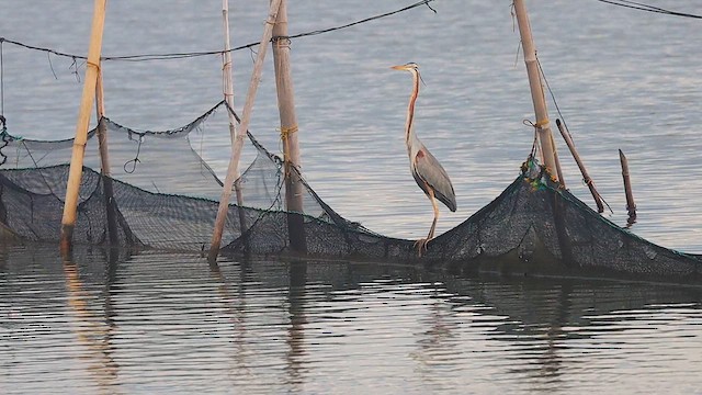 Purple Heron - ML621980606