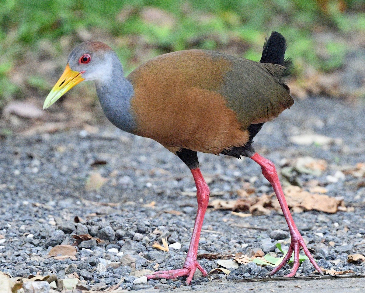 Russet-naped Wood-Rail - Elizabeth Hawkins