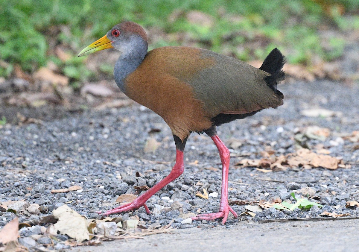 Russet-naped Wood-Rail - Elizabeth Hawkins